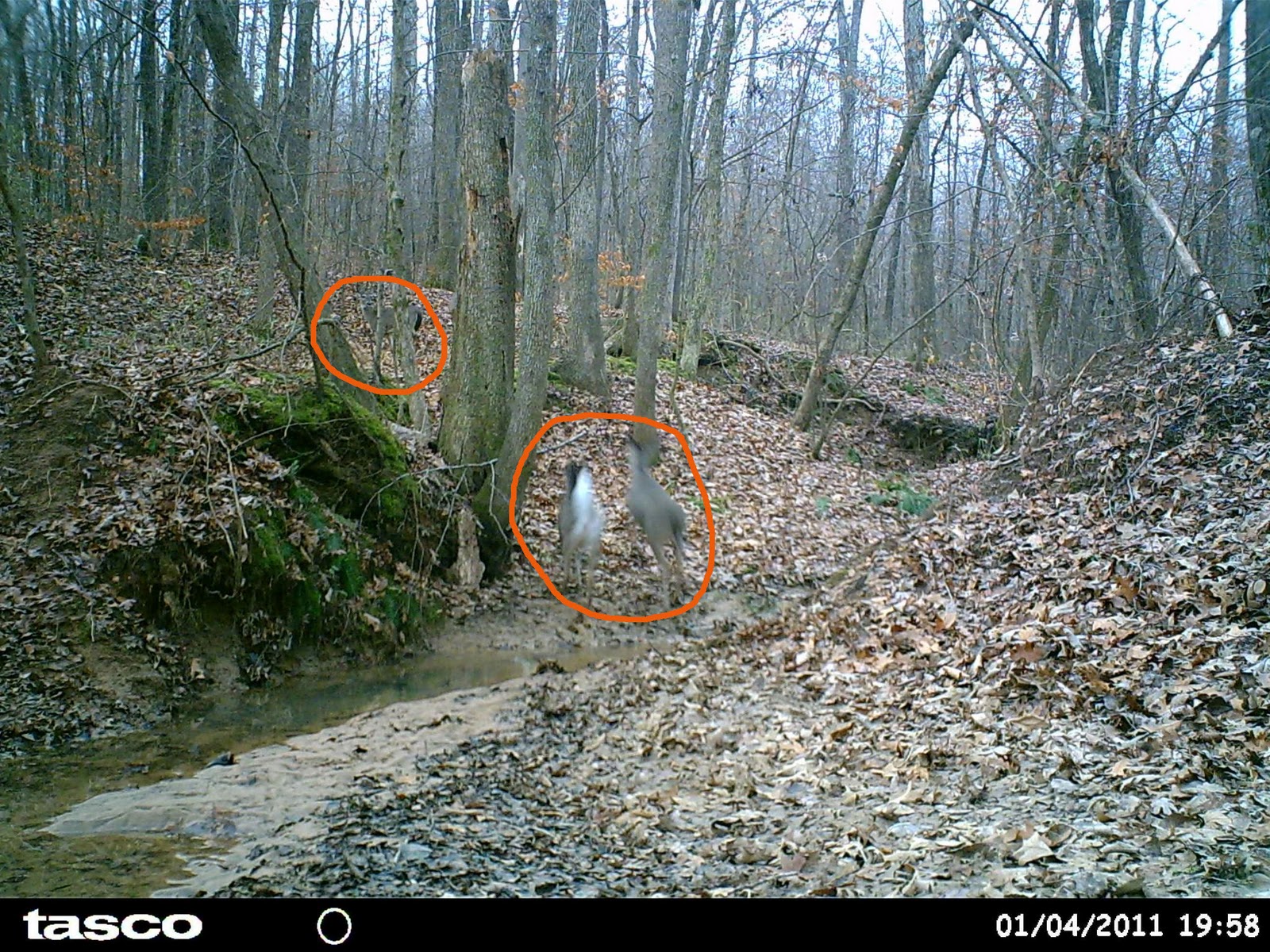 fonds d'écran de chasse cool,forêt,arbre,des bois,roue