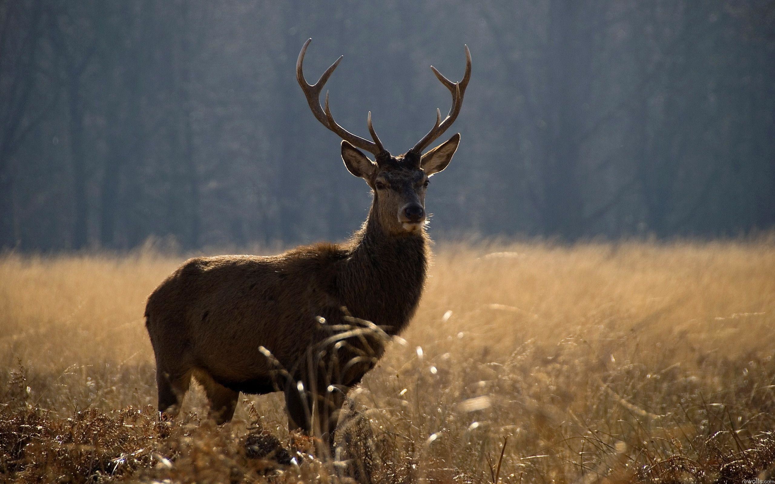 hunting wallpaper hd,wildlife,mammal,deer,antler,elk