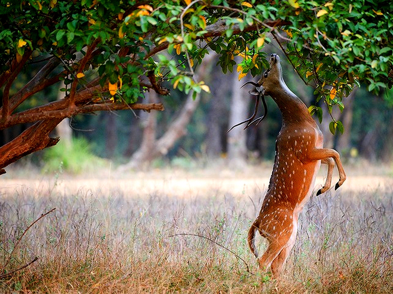 hunting wallpaper hd,wildlife,terrestrial animal,tree,adaptation,branch