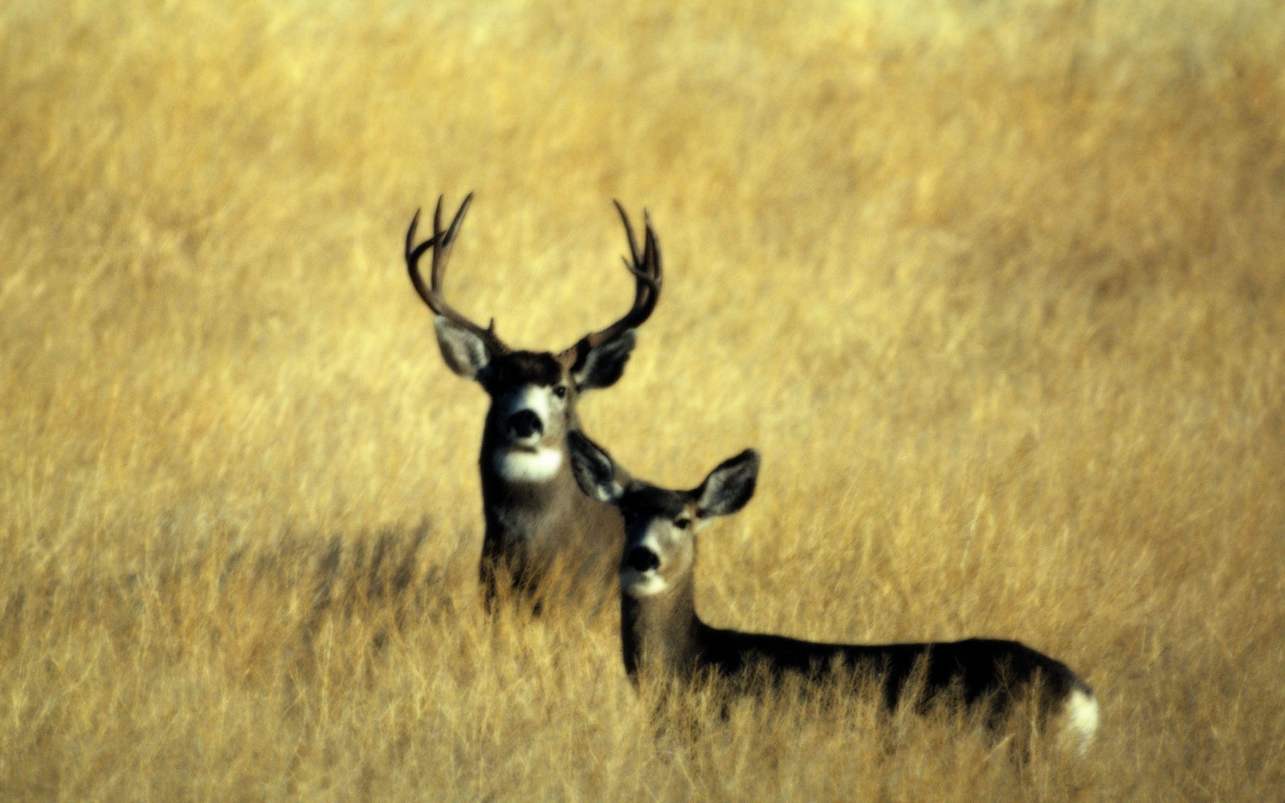hunting iphone wallpaper,wildlife,mammal,antler,deer,horn