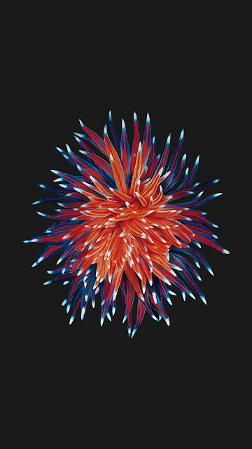 space gray wallpaper,fireworks,red,electric blue,pink,organism