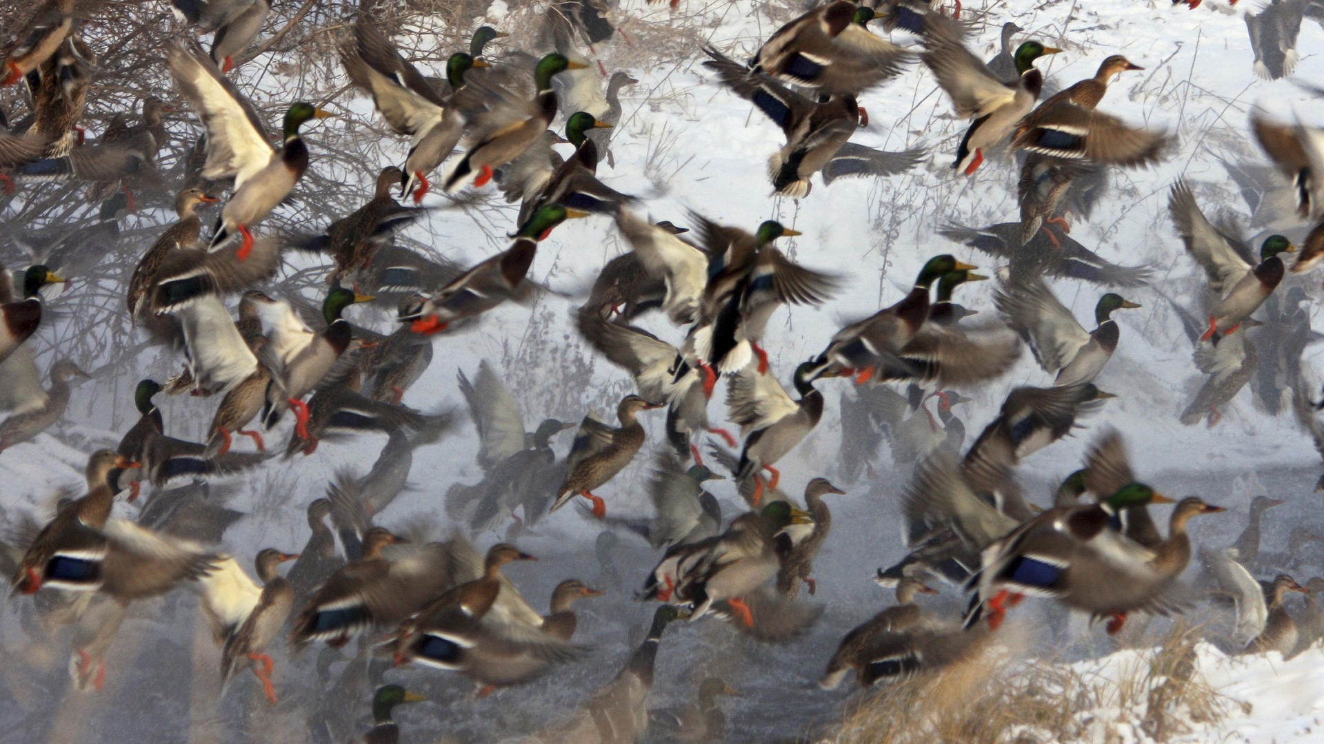 fondo de pantalla de aves acuáticas,pájaro,rebaño,ave acuática,migración de aves,pato