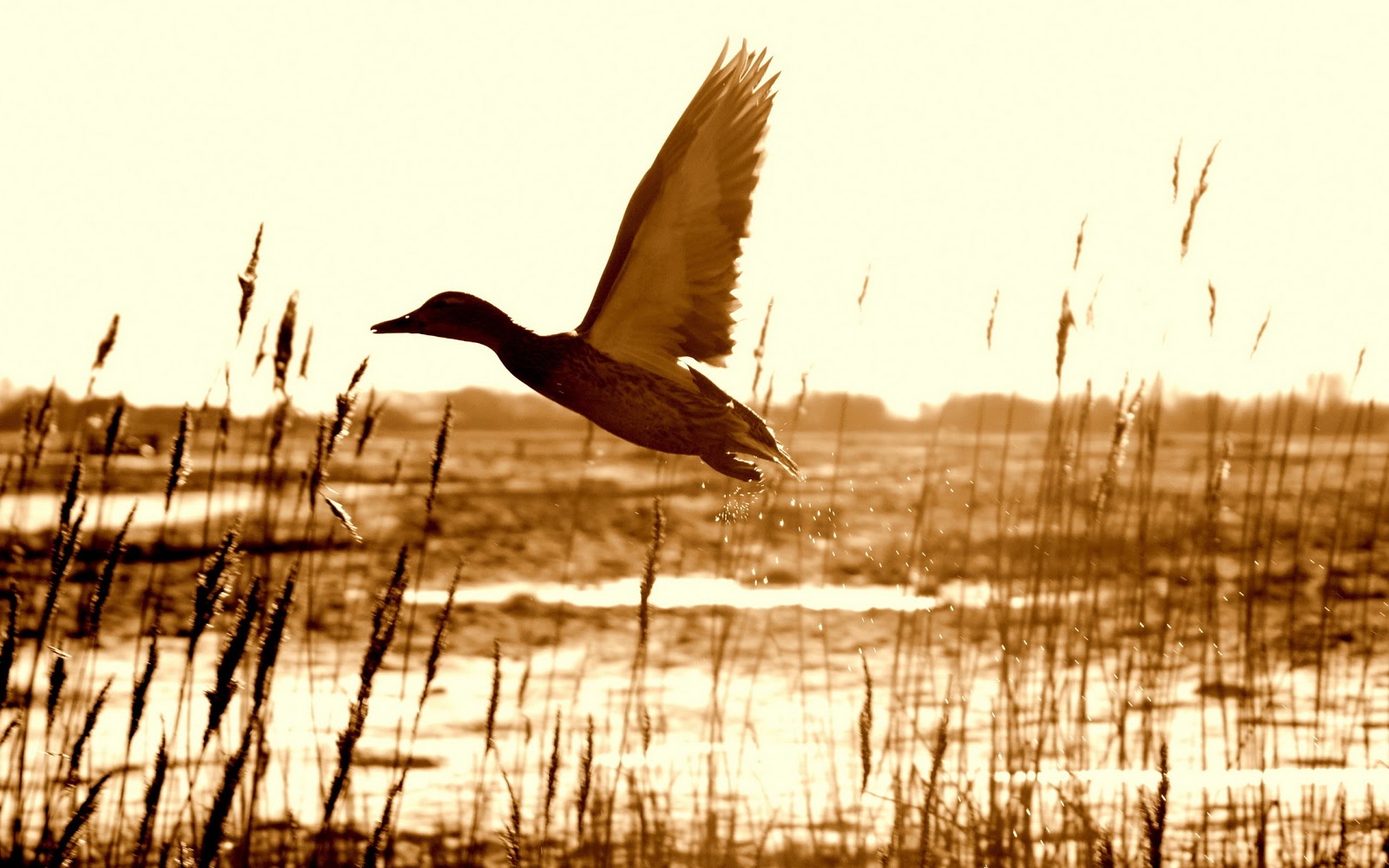 carta da parati uccelli acquatici,uccello,acqua,uccello acquatico,natura,mattina