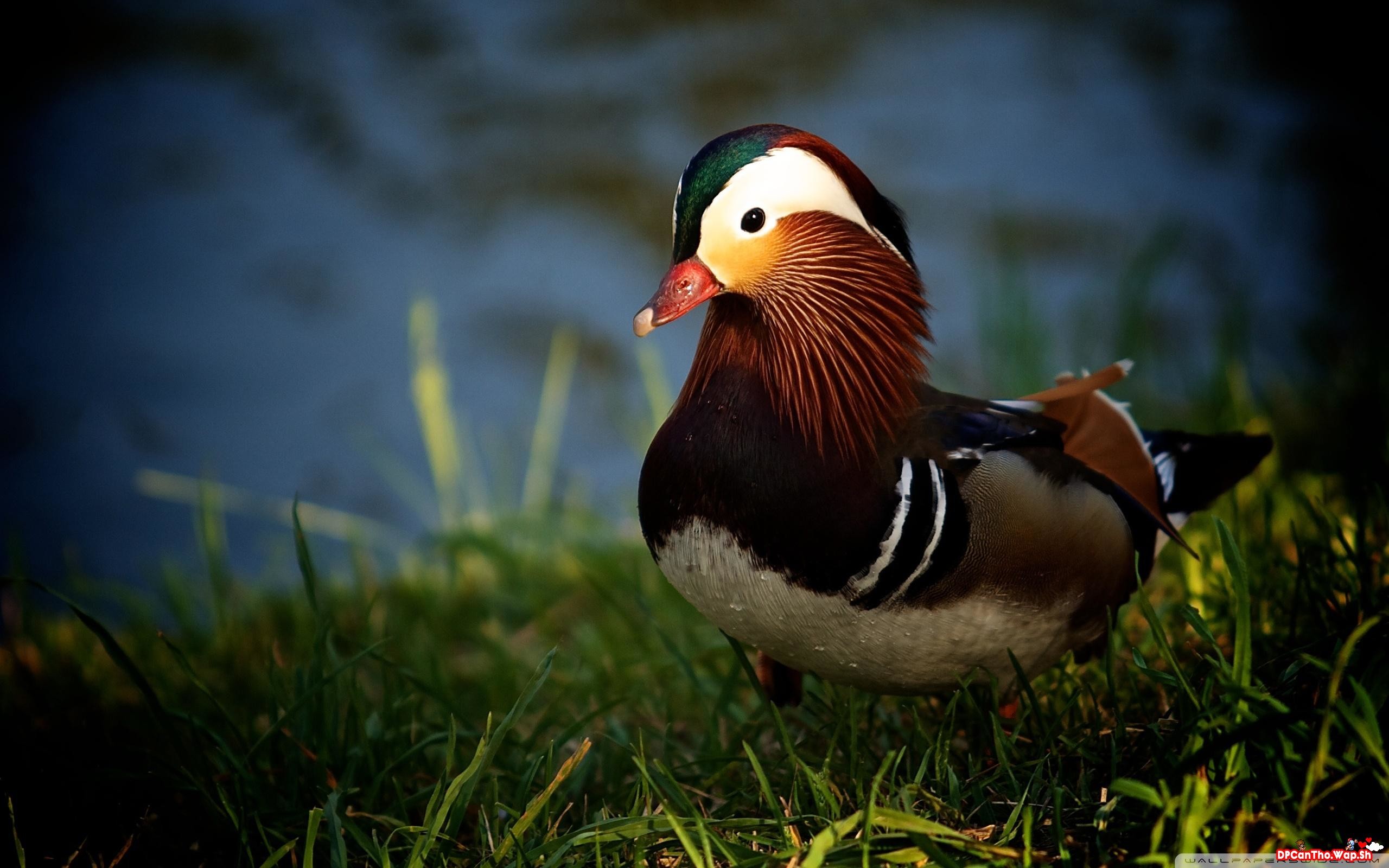 水鳥の壁紙 鳥 アヒル 水鳥 アヒル 水鳥 Wallpaperuse