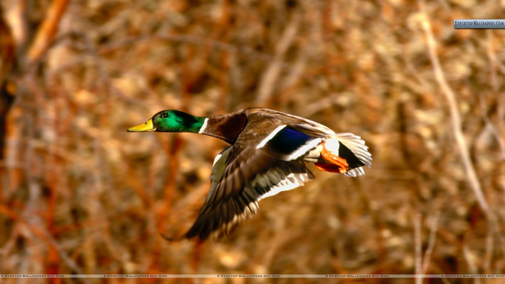 waterfowl wallpaper,bird,duck,mallard,vertebrate,waterfowl