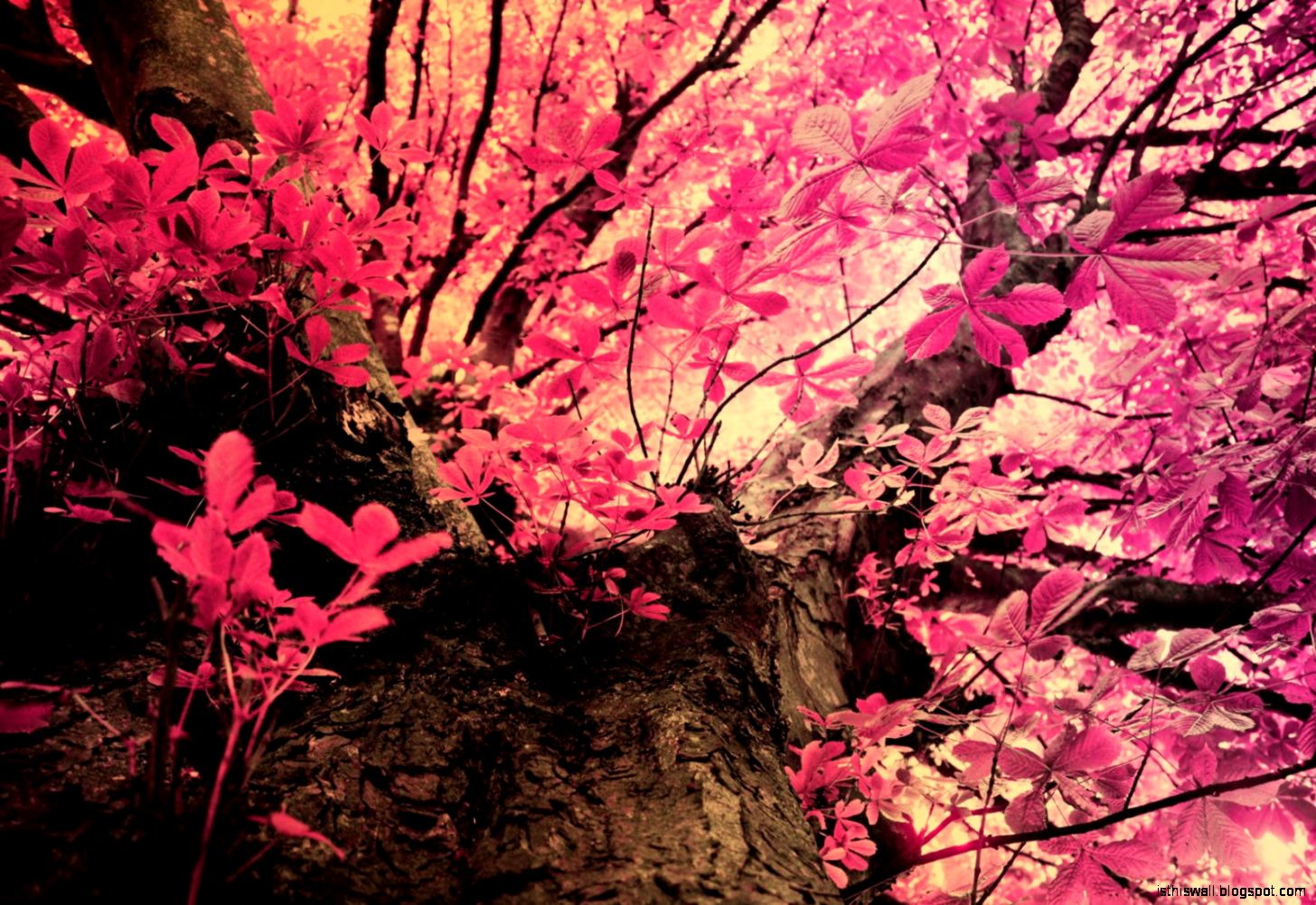 핑크 위장 벽지,자연,빨간,분홍,나무,식물