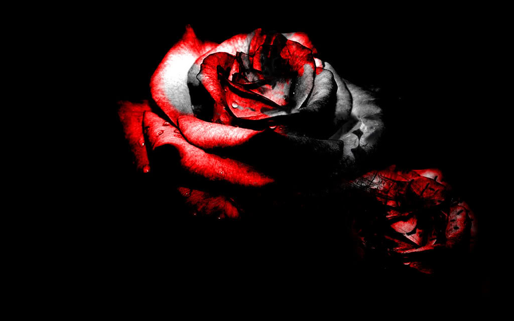 fonds d'écran photobucket,rouge,noir,roses de jardin,rose,ténèbres