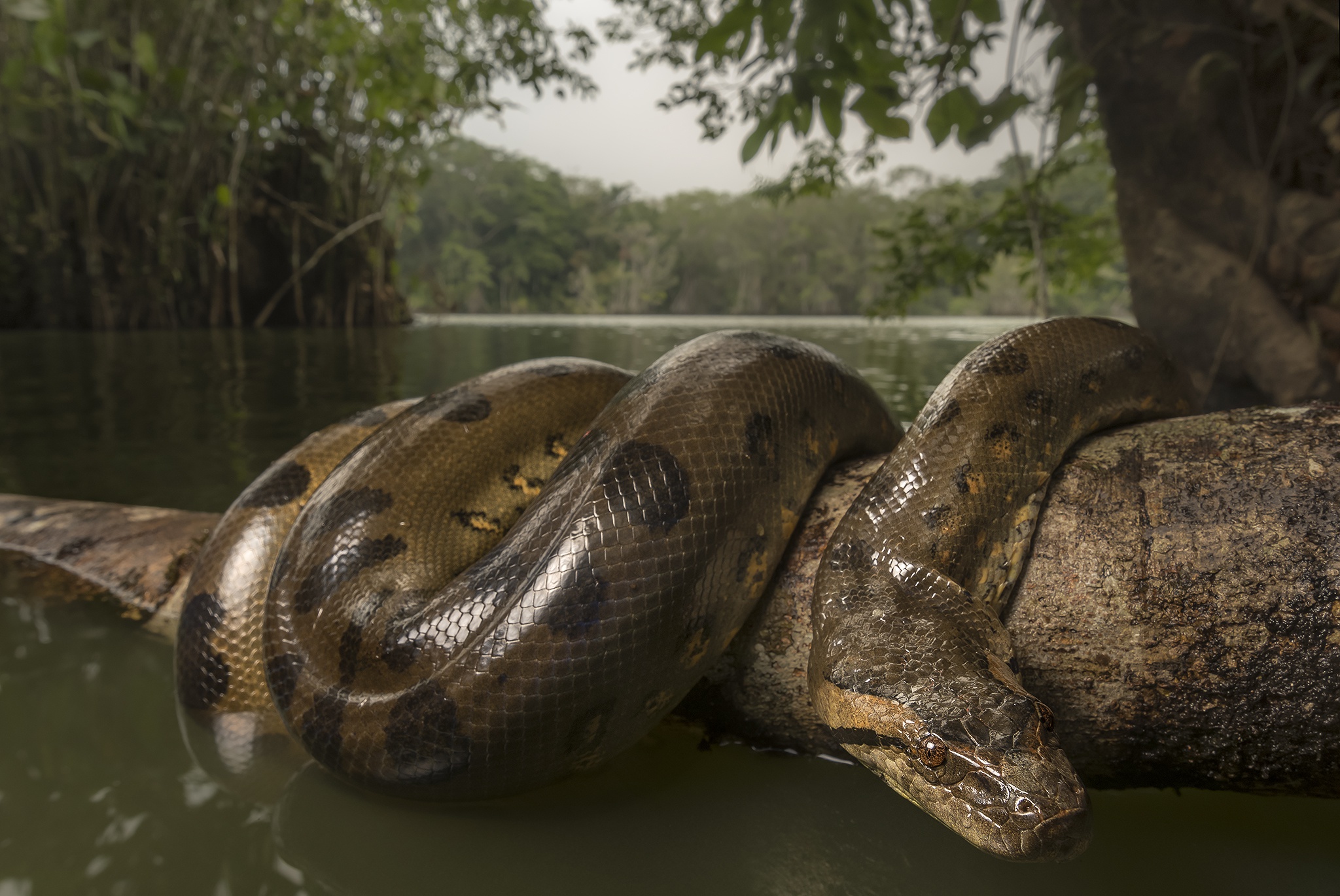 anaconda wallpaper,terrestrial animal,grass,tree,wildlife,turtle