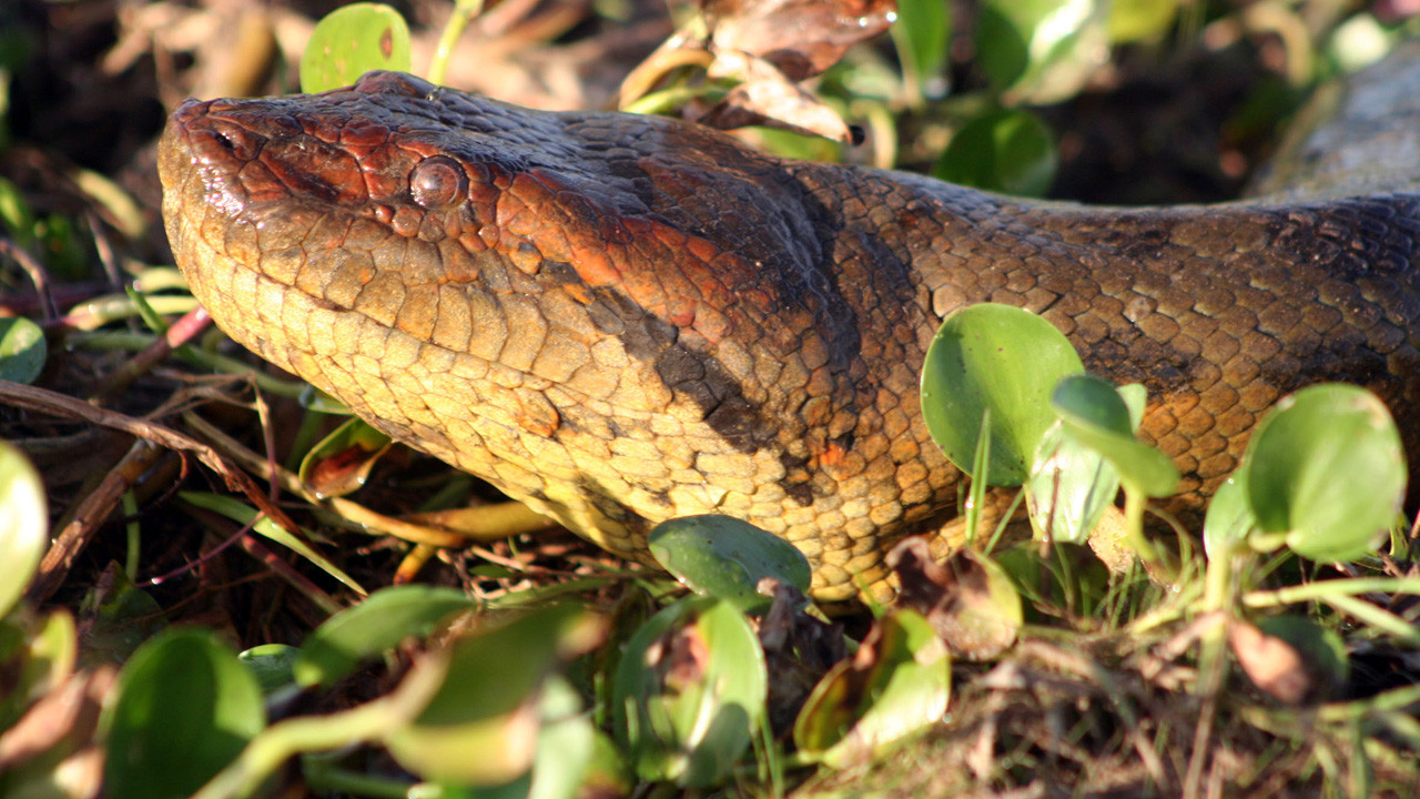 fondo de pantalla anaconda,reptil,animal terrestre,serpiente,skink lengua azul,serpiente