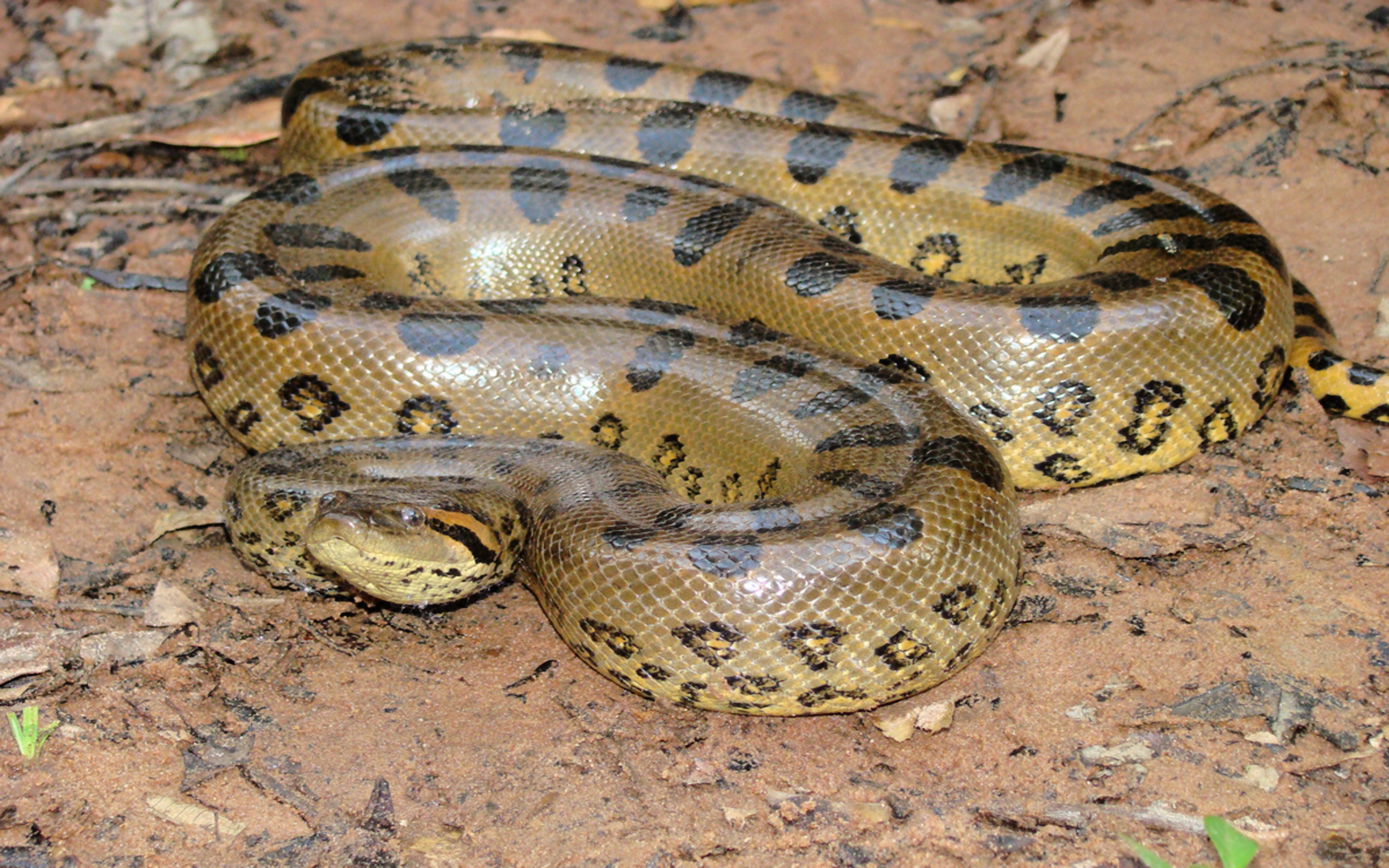 Анаконда новая. Анаконда змея. Зеленая Анаконда (eunectes murinus). Водяной удав Анаконда.