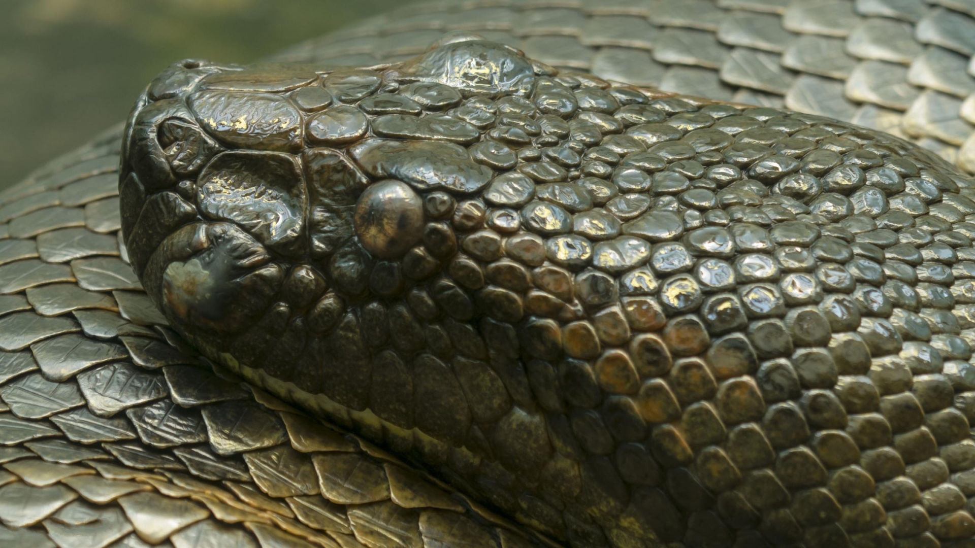 fondo de pantalla anaconda,reptil,animal terrestre,serpiente,familia pitón,serpiente