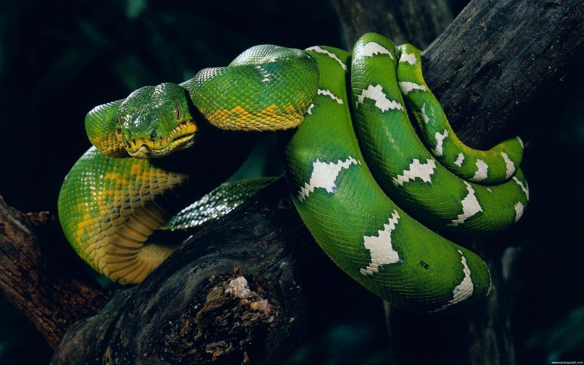 fondo de pantalla anaconda,serpiente,serpiente,reptil,serpiente verde lisa,familia pitón