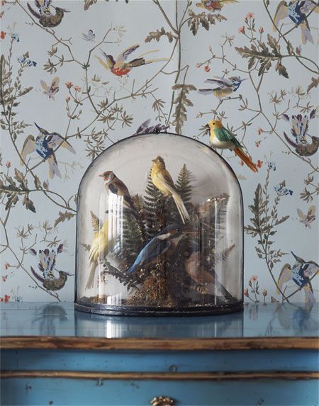 cole et fils papier peint colibri,oiseau,fond d'écran