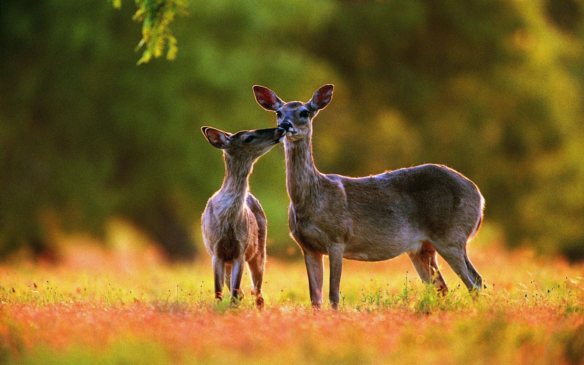 liebe tapeten,tierwelt,hirsch,natur,landtier,reh