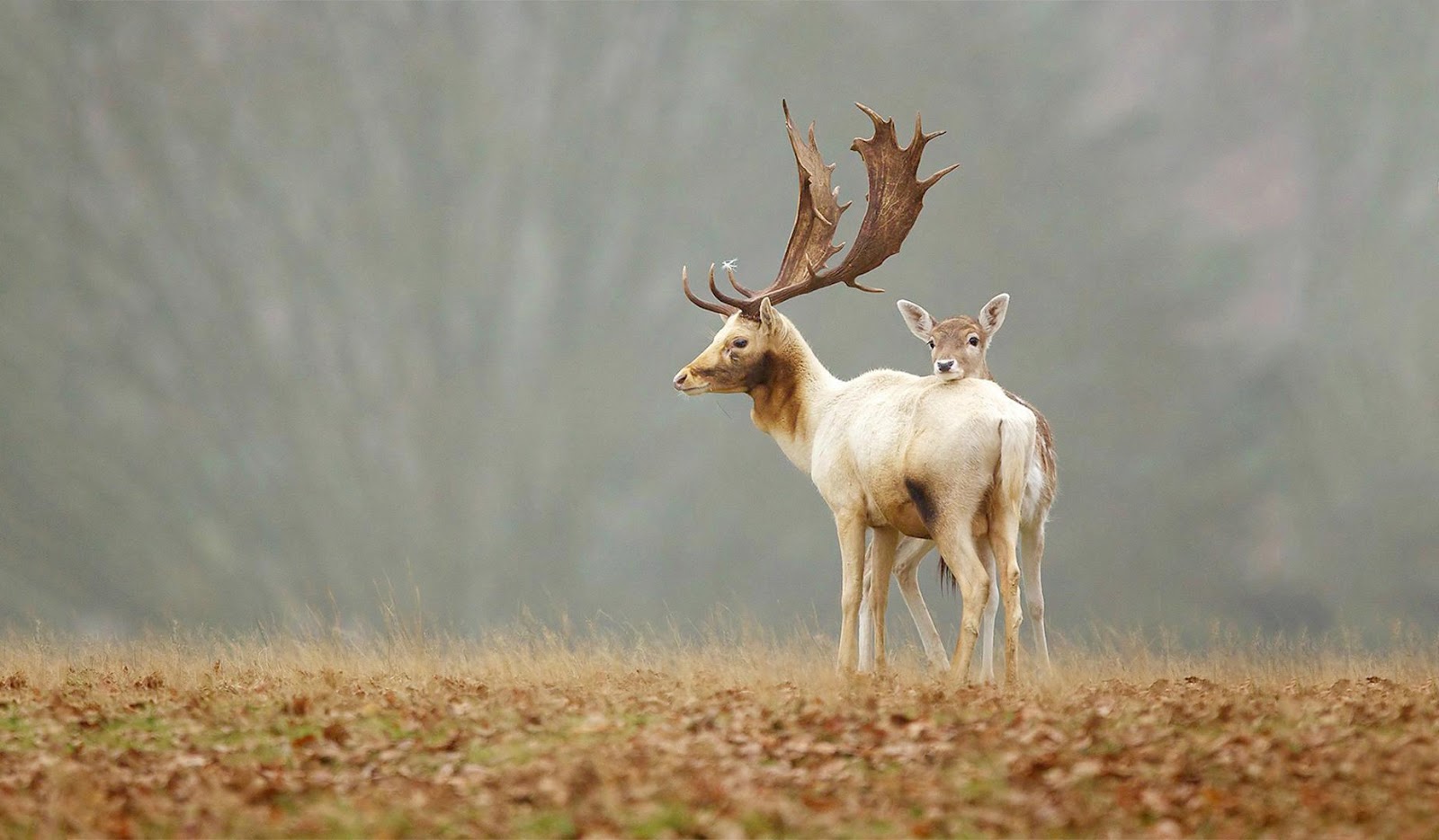 cerf fond d'écran hd,faune,cerf,cerf de virginie,ramure,renne