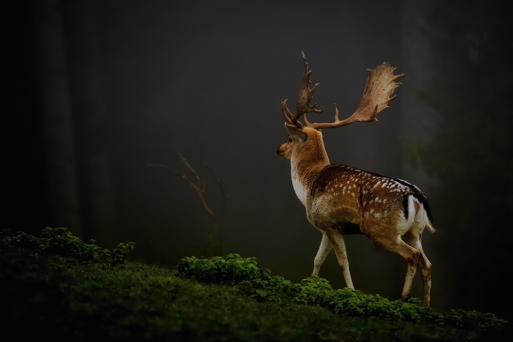 deer wallpaper hd,wildlife,reindeer,deer,mammal,antler