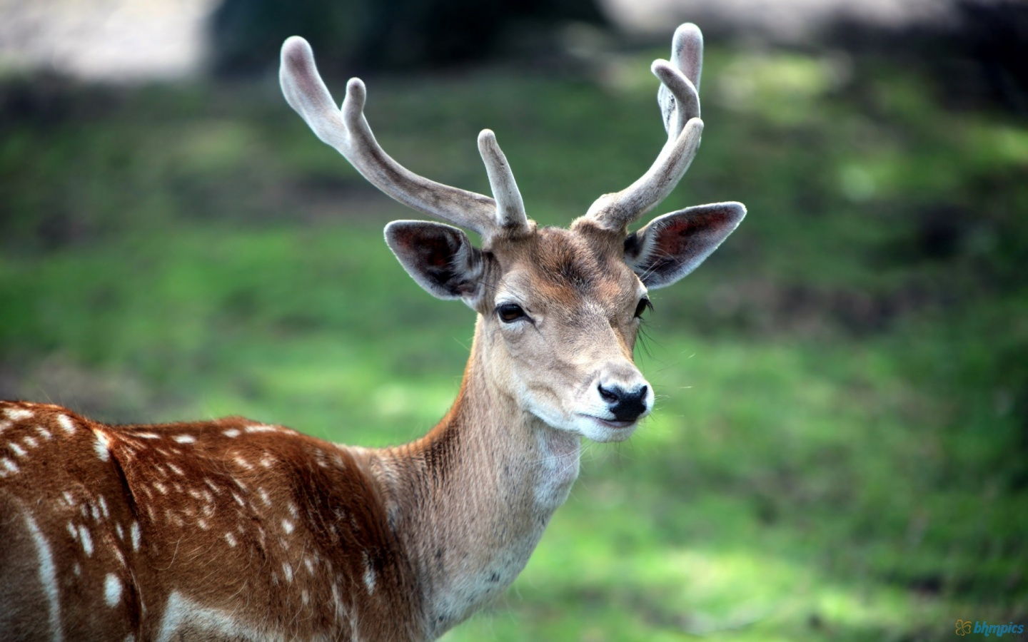 鹿の壁紙のhd,野生動物,鹿,ホーン,トナカイ,枝角