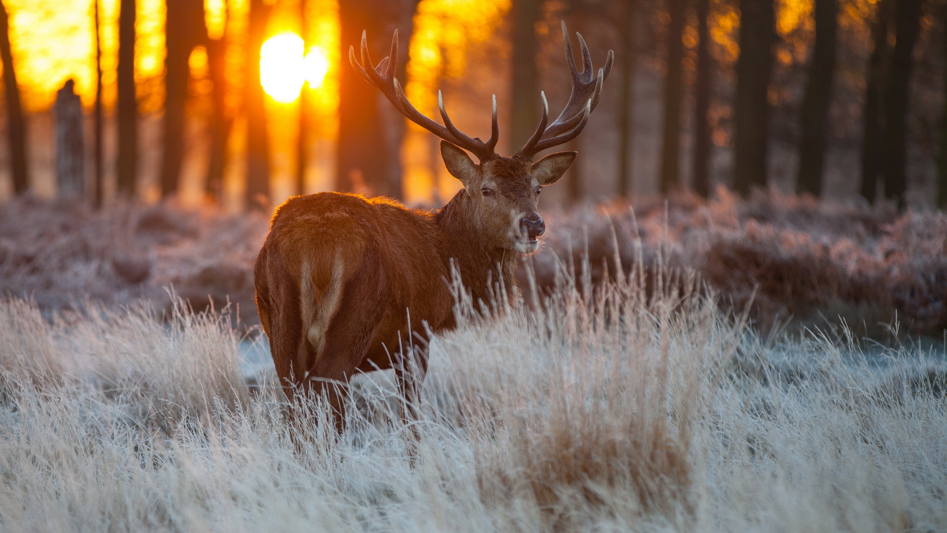 cerf fond d'écran hd,faune,cerf,ramure,wapiti,matin