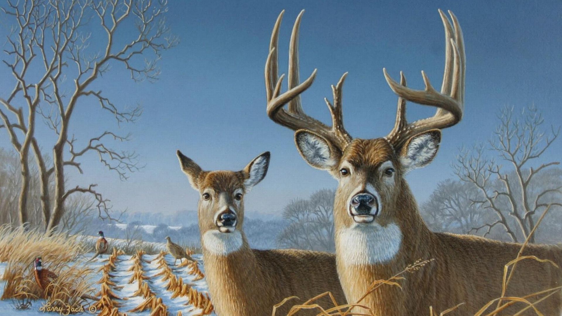 鹿の壁紙のhd,野生動物,鹿,トナカイ,枝角,白後につかれた鹿