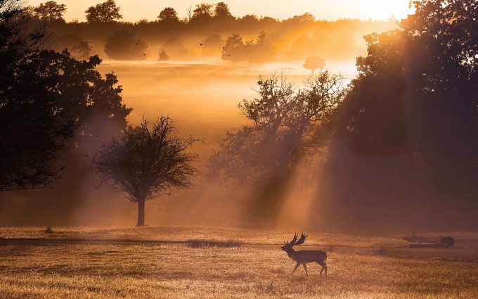 dear wallpapers,natural landscape,nature,wildlife,atmospheric phenomenon,morning