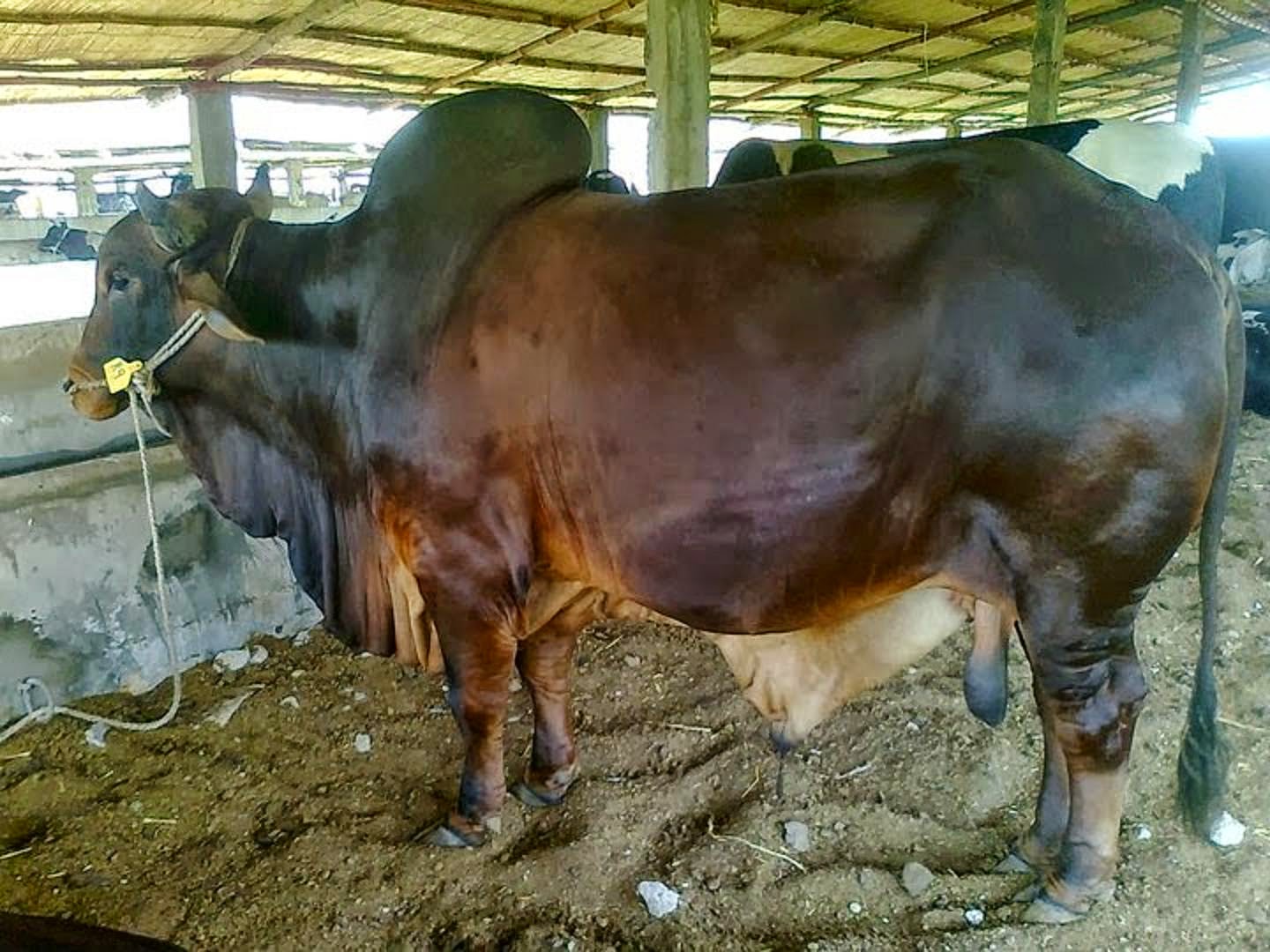 Eid Ul Adha Janwar Hd Wallpaper Zebu WallpaperUse
