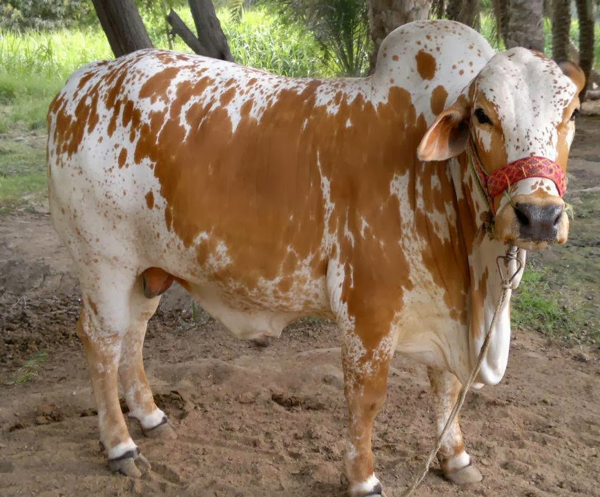janan wallpaper,bestiame,famiglia capra mucca,toro,mucca da latte,animale terrestre