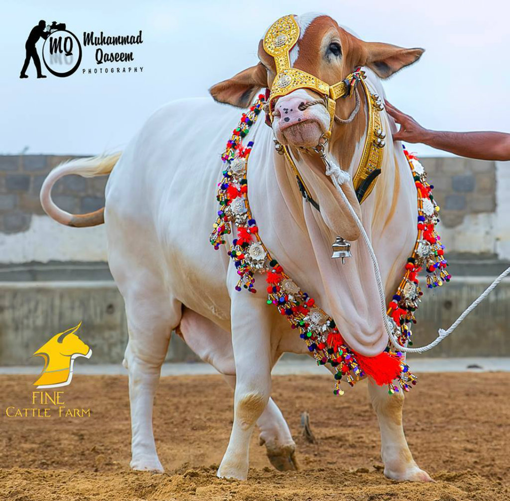 janwar wallpaper,bovine,bull,snout,ox,traditional sport (338466