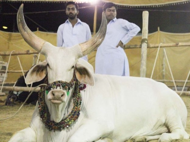janwar wallpaper,mammal,bovine,horn,goats,cow goat family