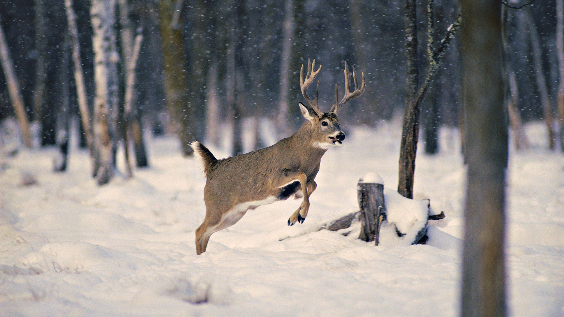 kostenlose hirsch wallpaper,tierwelt,hirsch,reh,winter,weißwedelhirsch