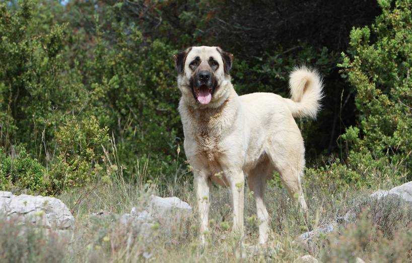 fond d'écran kankal,chien,chien kangal,chien de berger anatolien