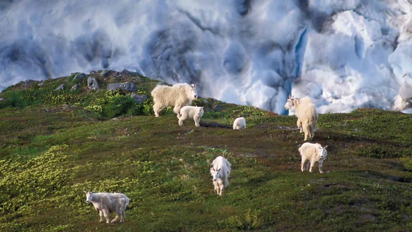 ser fondo de pantalla,pasto,pradera,manada,oveja,oveja