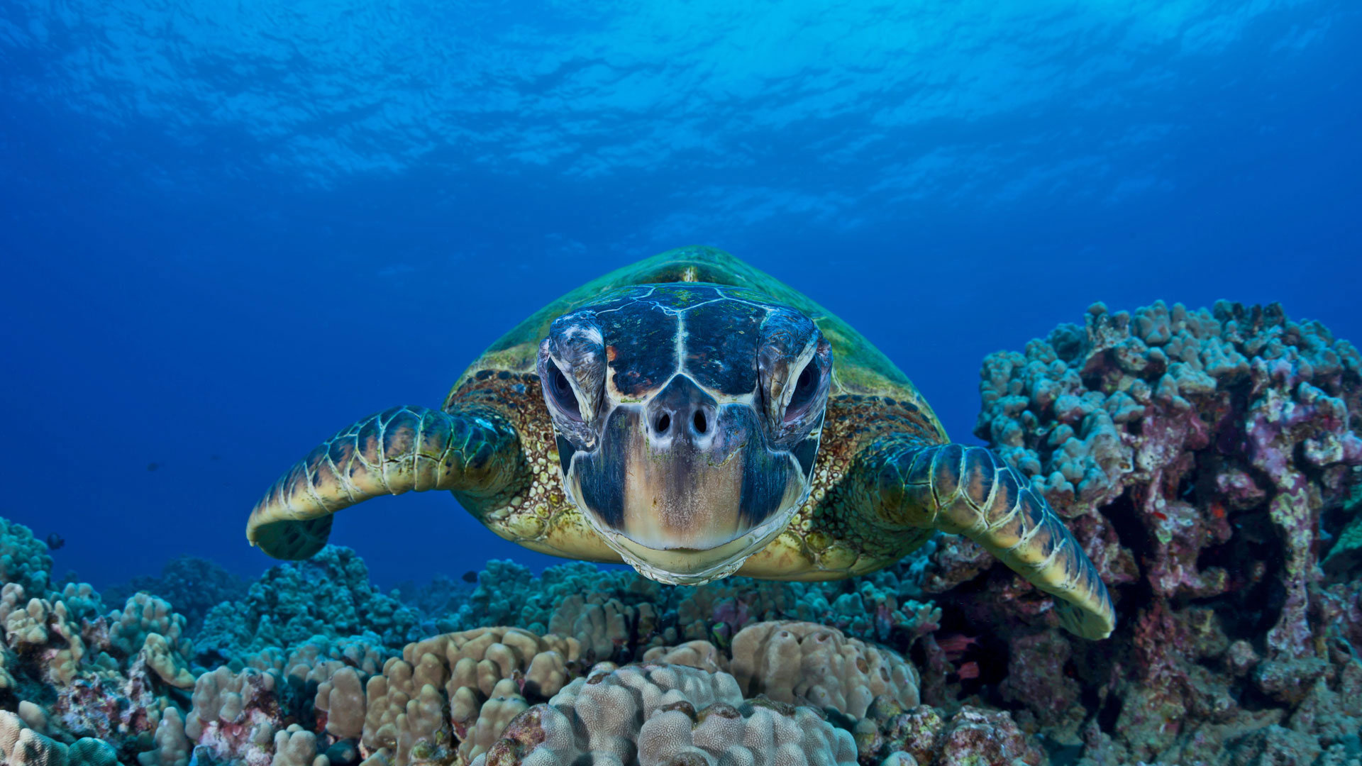 being wallpaper,sea turtle,hawksbill sea turtle,olive ridley sea turtle,green sea turtle,turtle
