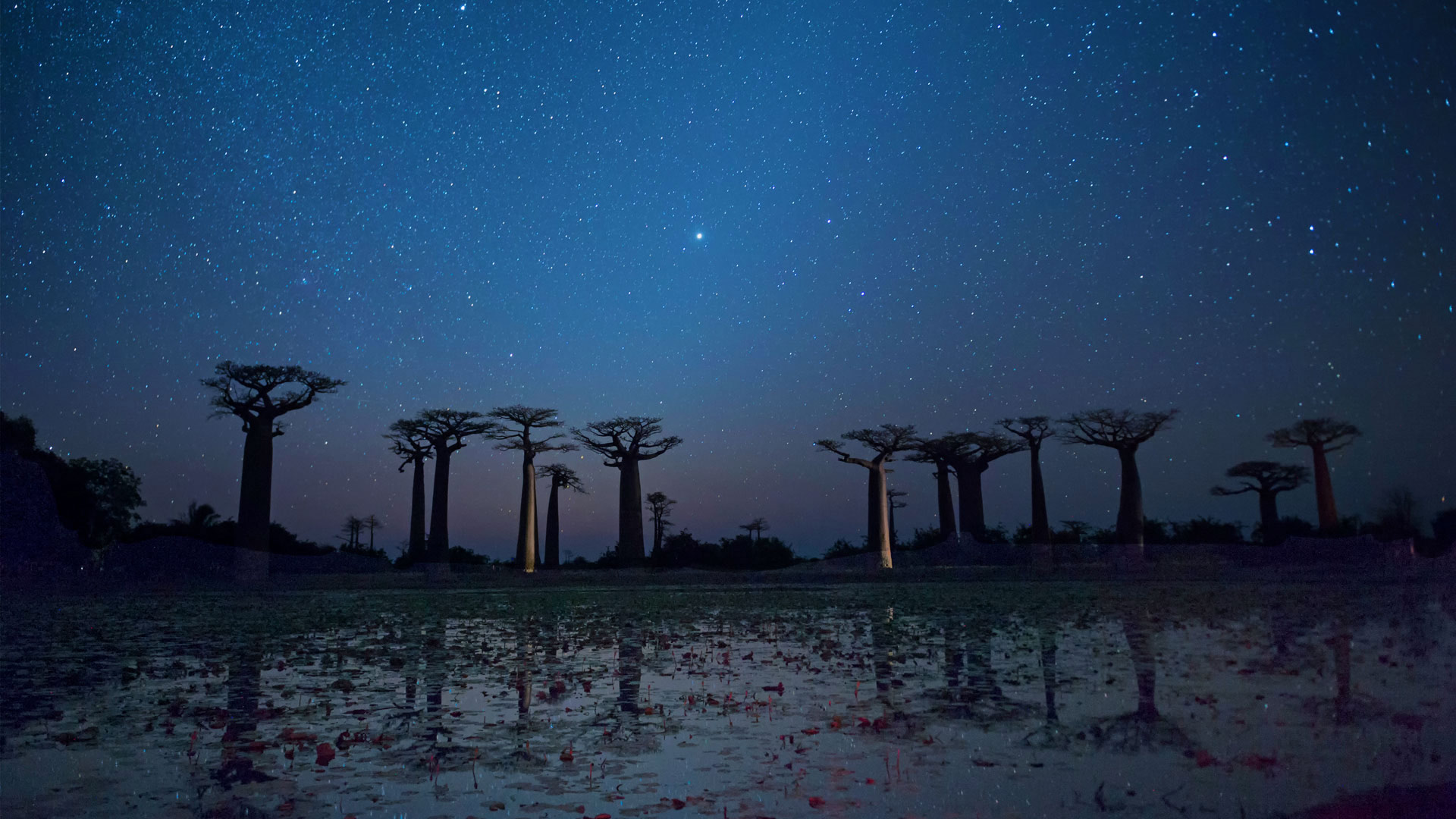 ser fondo de pantalla,cielo,azul,noche,árbol,oscuridad