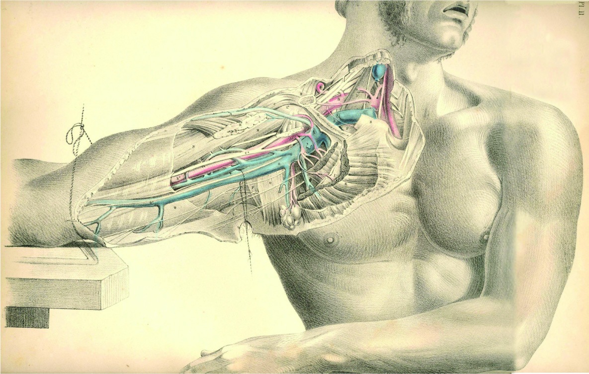 fond d'écran du corps humain,épaule,poitrine,dessin,abdomen,mâchoire