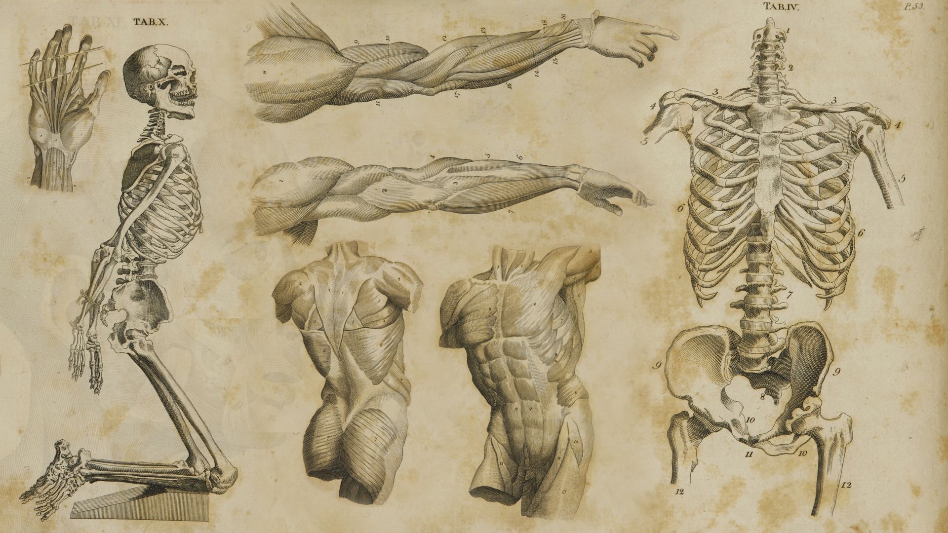 human anatomy wallpaper,sketch,human anatomy,drawing,figure drawing,joint