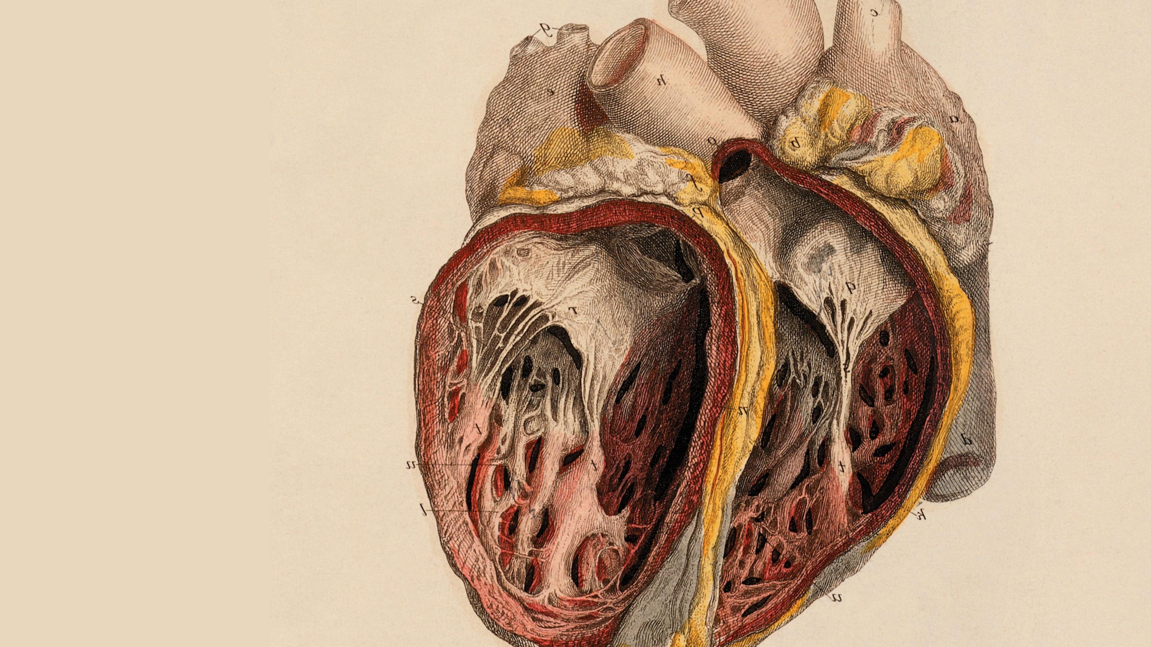 tapete der menschlichen anatomie,menschliche anatomie,menschlicher körper,herz,fleisch,illustration