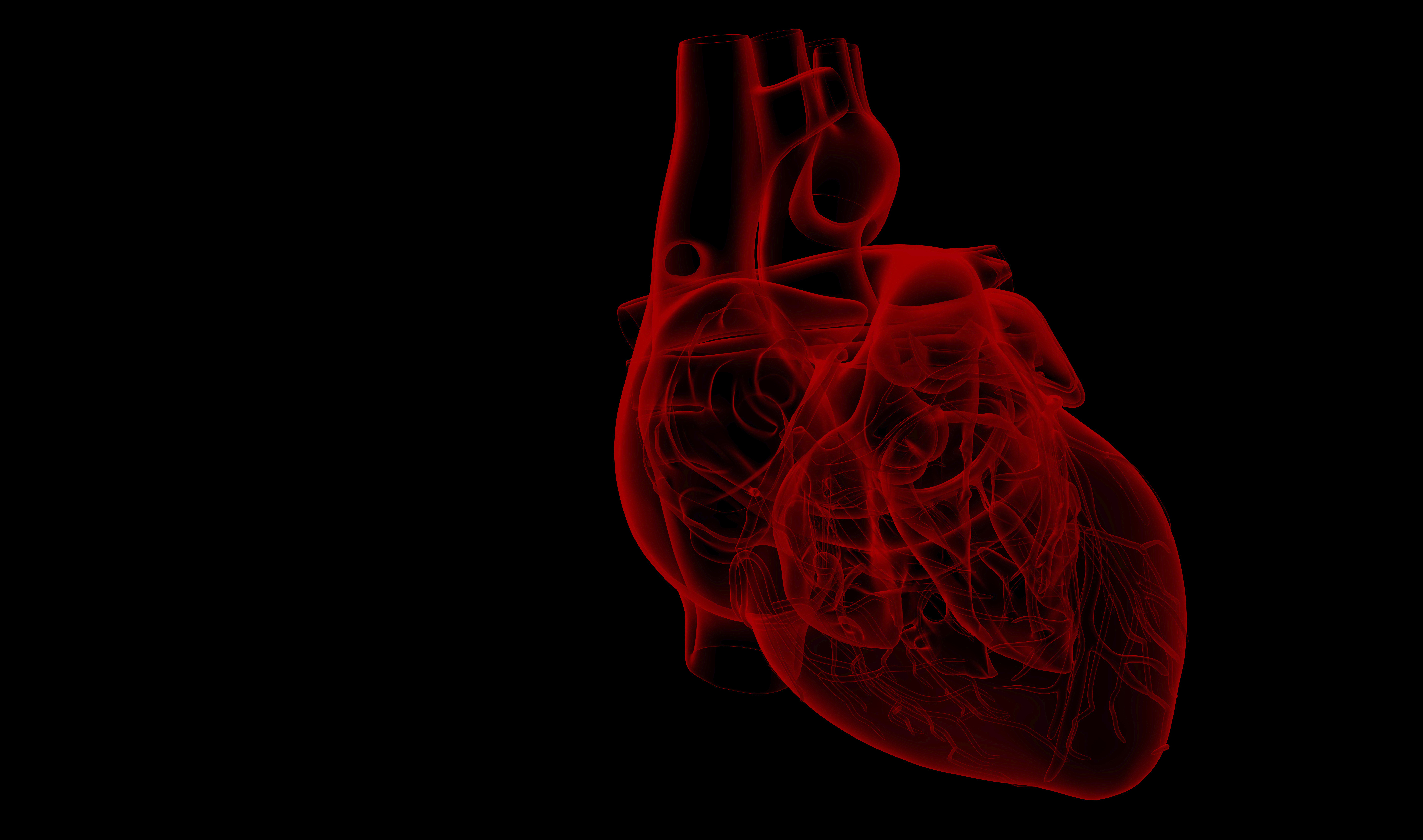 fond d'écran coeur humain,rouge,cœur,anatomie humaine