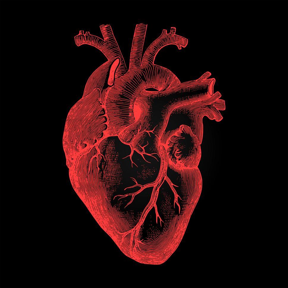 human heart wallpaper,red,organ,organism,heart,human body