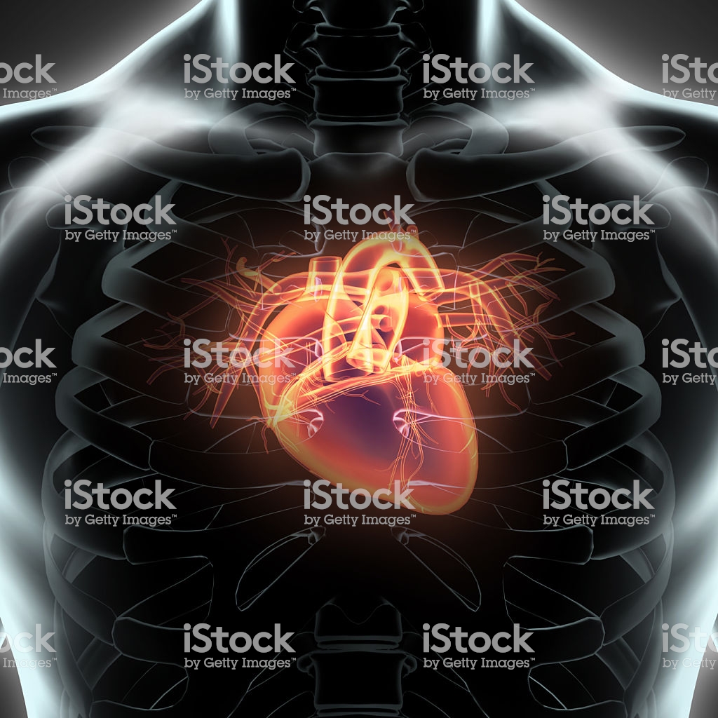 human heart wallpaper,joint,organ,brain,shoulder,neck