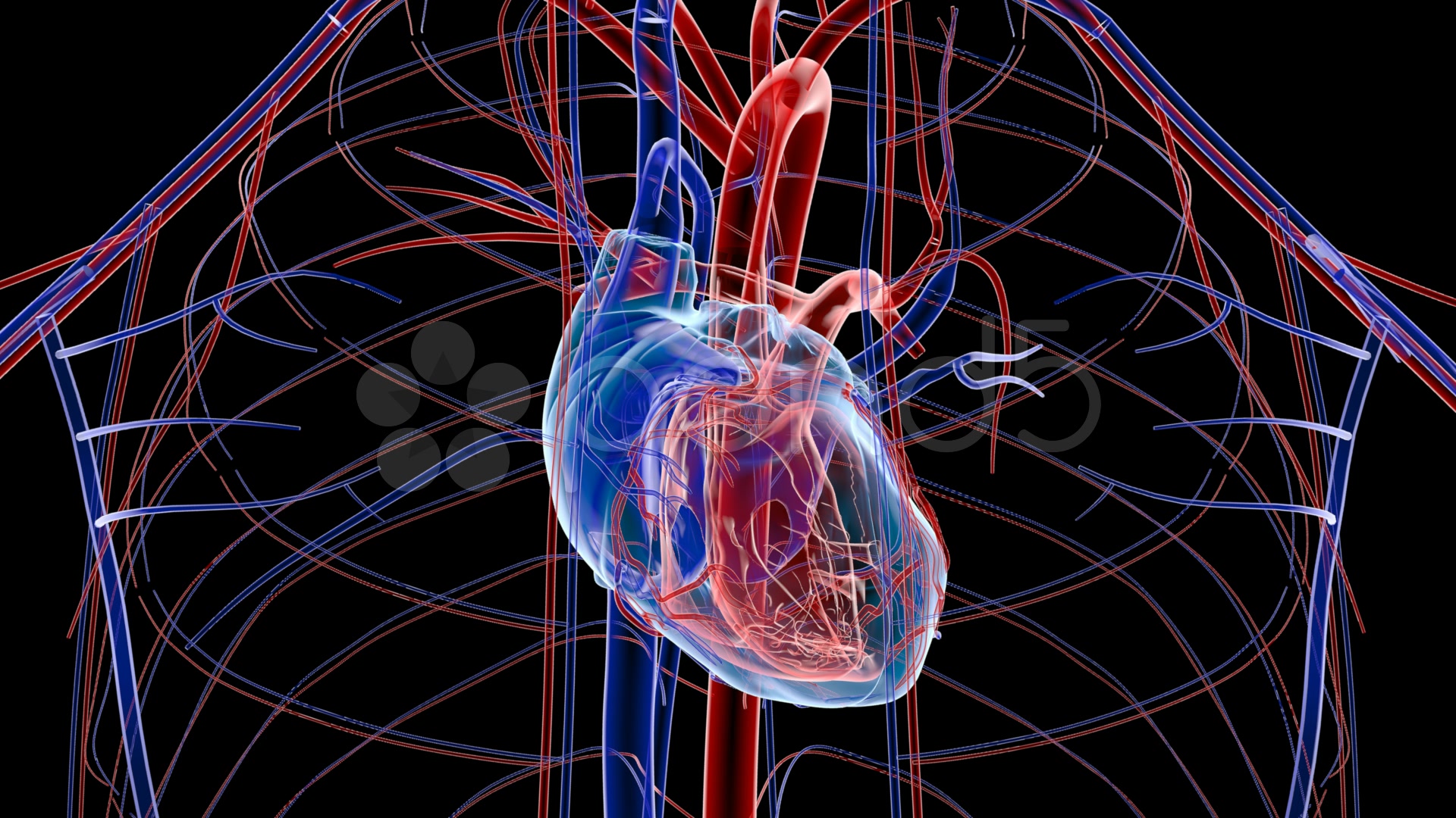 fond d'écran coeur humain,nerf,cœur,corps humain,bleu électrique,anatomie humaine