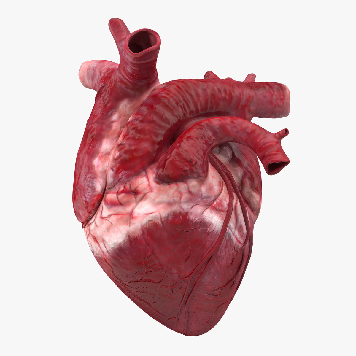 papel tapiz del corazón humano,mano,anatomía humana,carne,corazón,humano