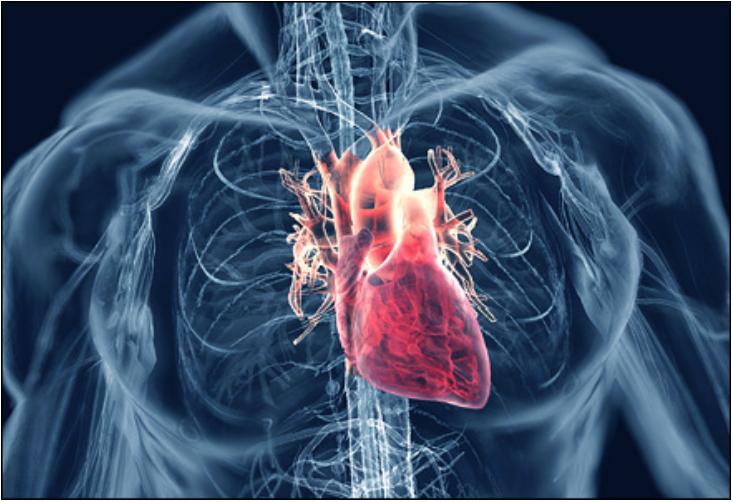 human heart wallpaper,medical imaging,organ,nerve,organism,medical