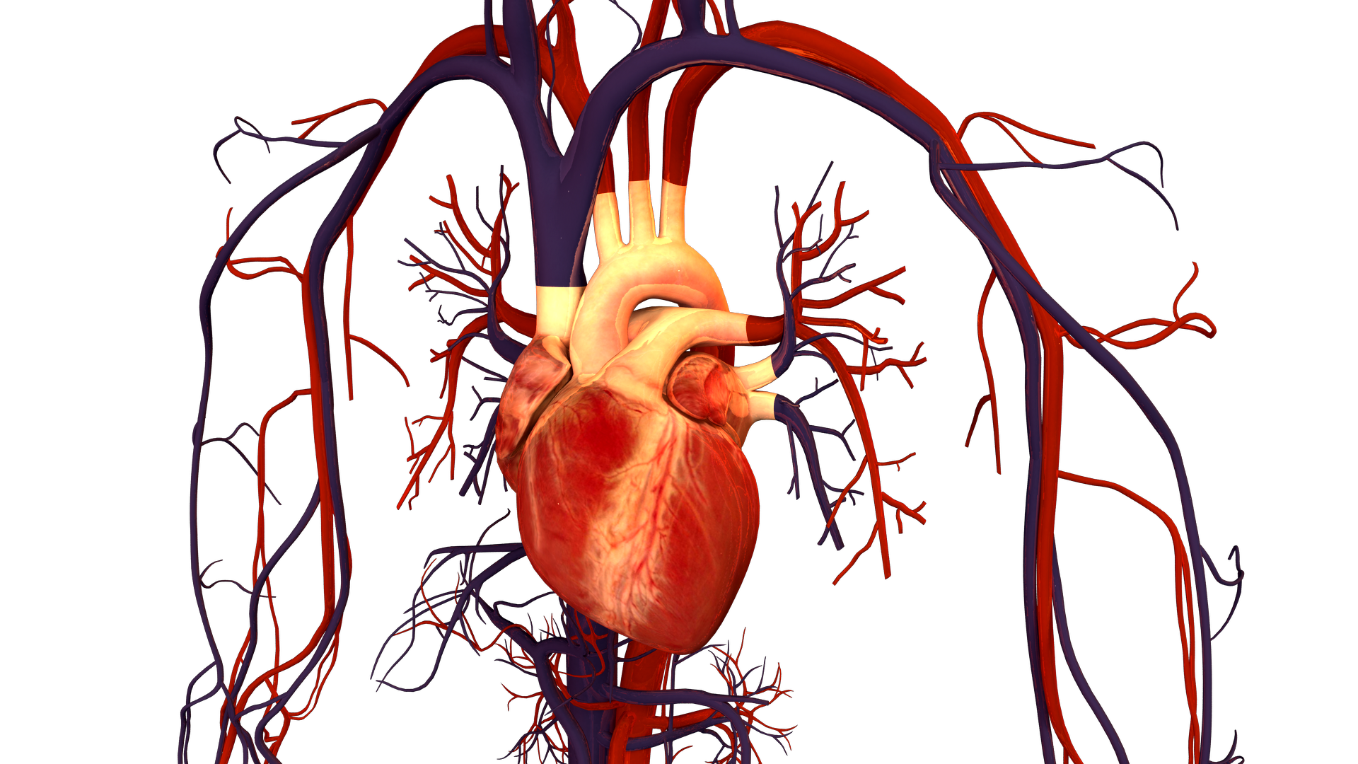 human heart wallpaper,organ,heart,illustration,human body,organism