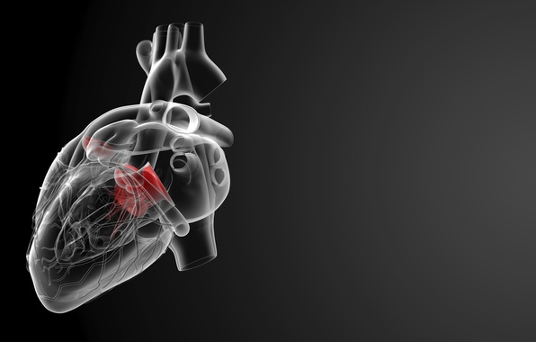 fond d'écran coeur humain,fumée,radiographie,illustration