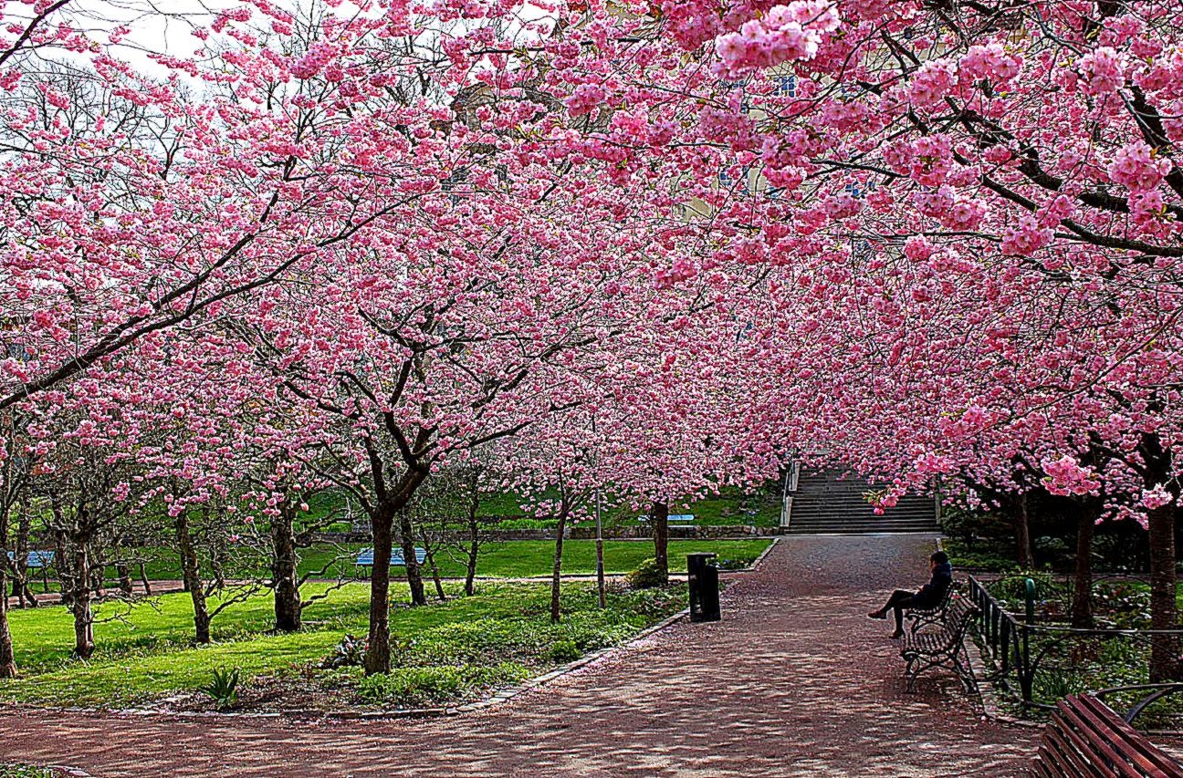 carta da parati stagione primaverile,fiore,albero,pianta,fiorire,primavera