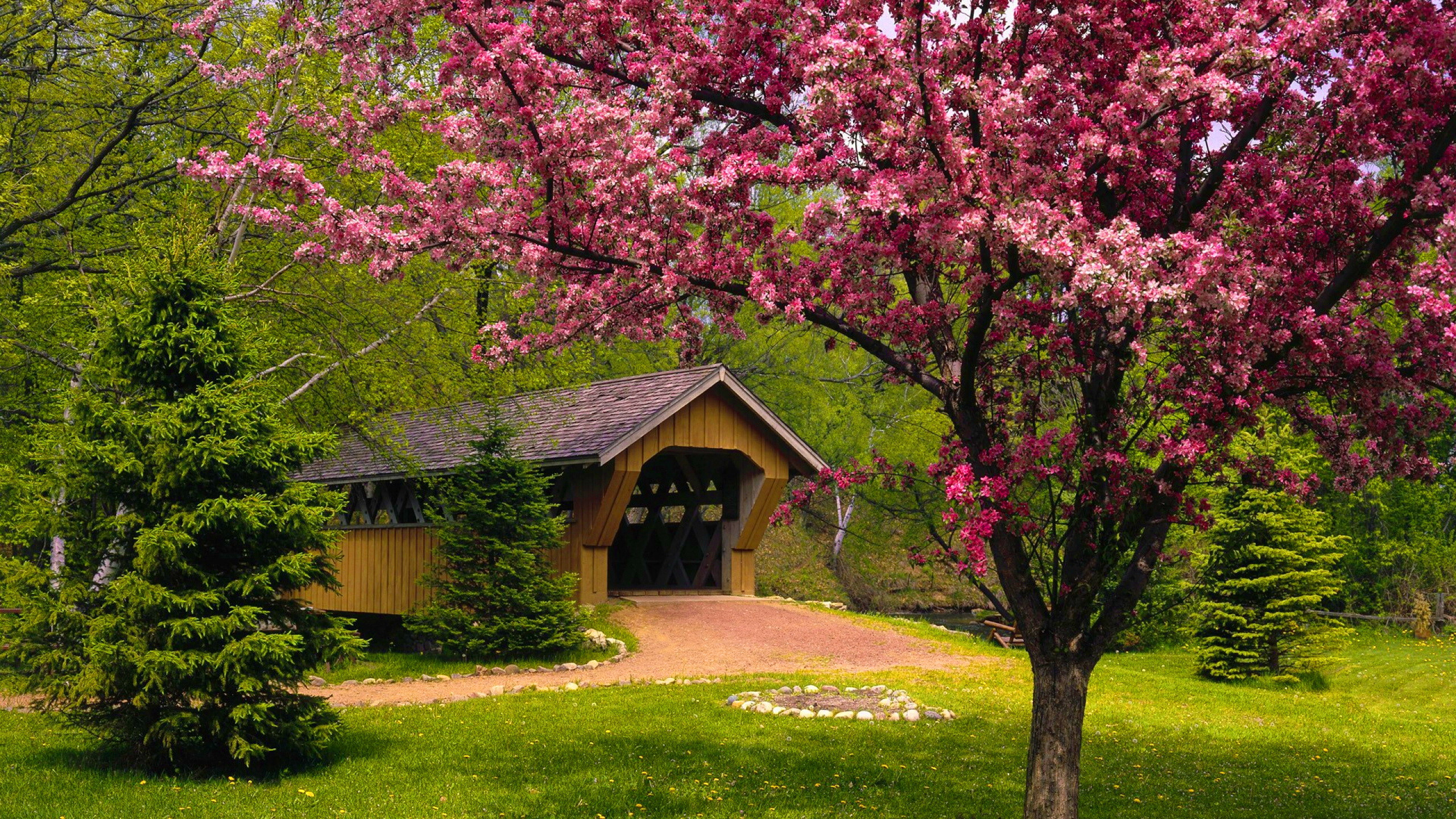 carta da parati stagione primaverile,natura,albero,primavera,rosa,fiore