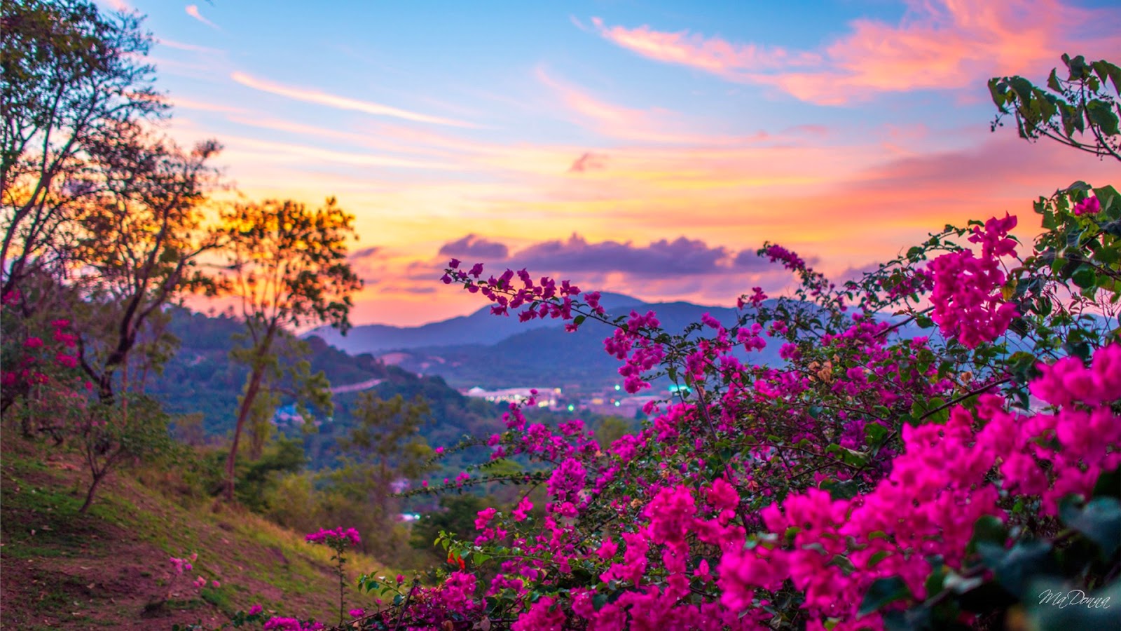 spring season wallpaper,sky,nature,natural landscape,vegetation,pink