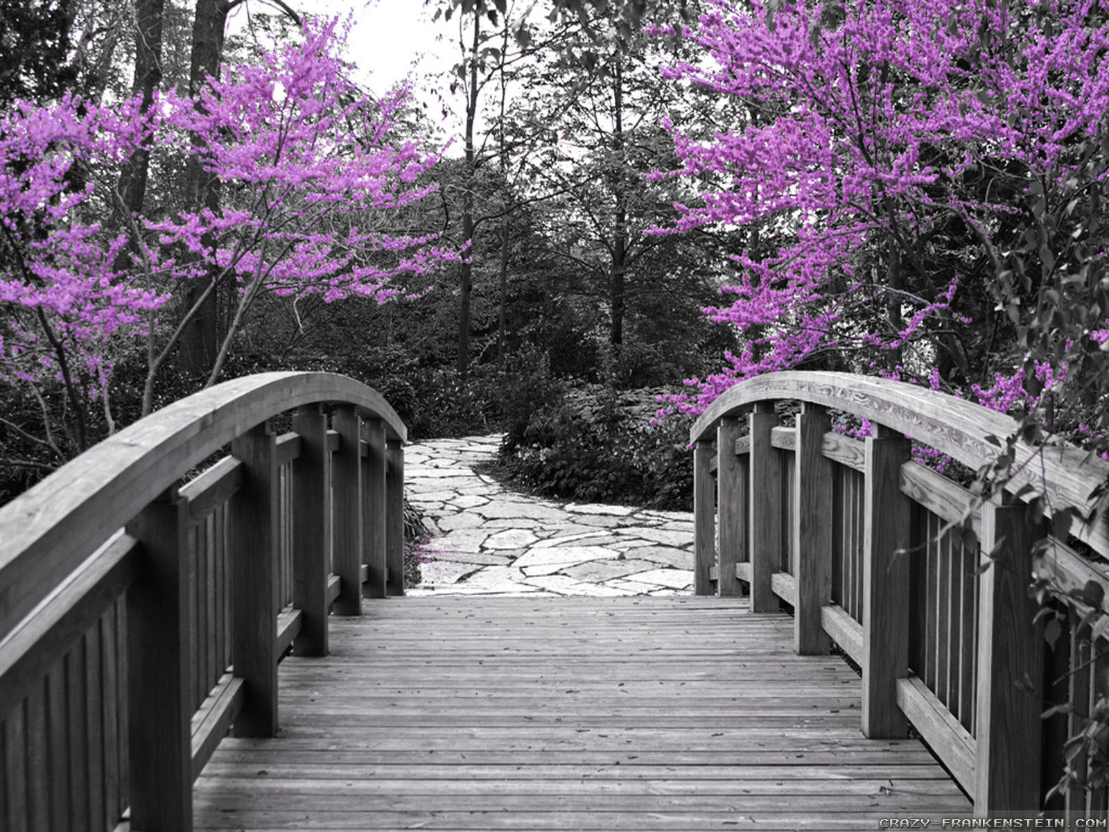 fond d'écran printemps,la nature,arbre,passerelle,printemps,rose