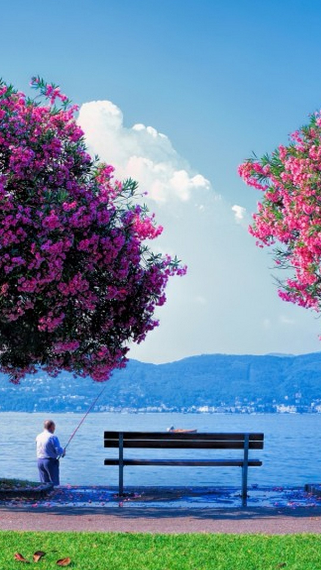 carta da parati stagione primaverile,natura,cielo,bouganville,rosa,paesaggio naturale