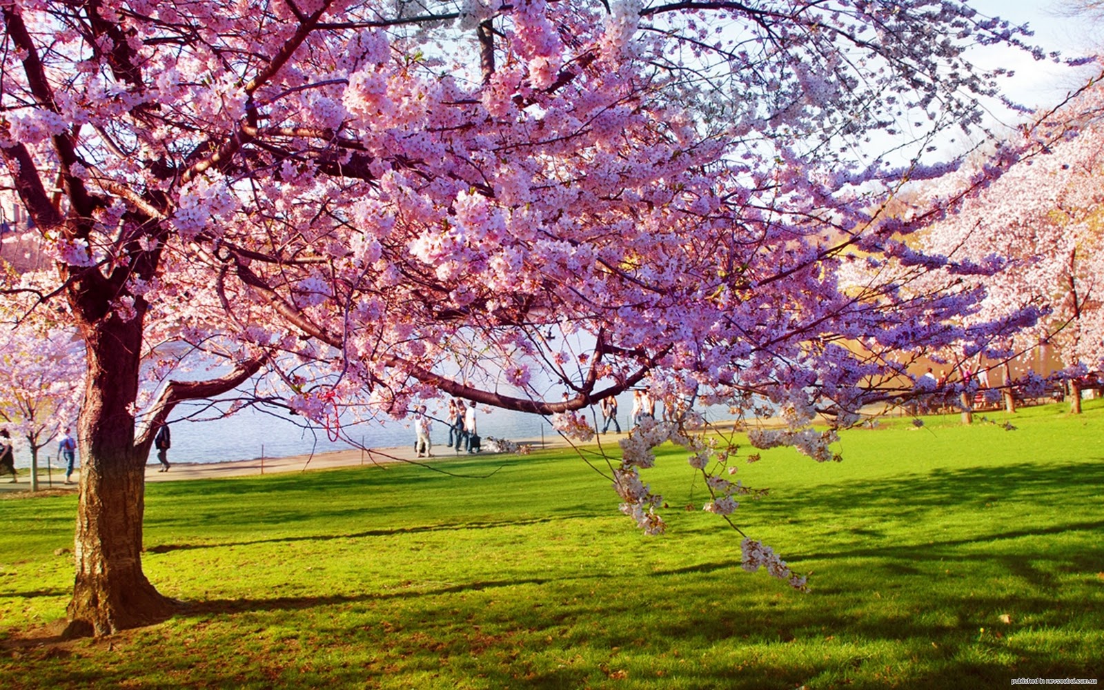 spring season wallpaper,tree,nature,spring,natural landscape,blossom